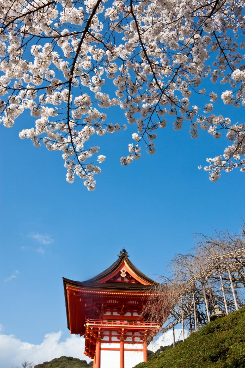 唯美的粉色日本樱花景色背景