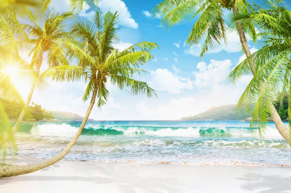 海滩上的椰子树高清景色图片