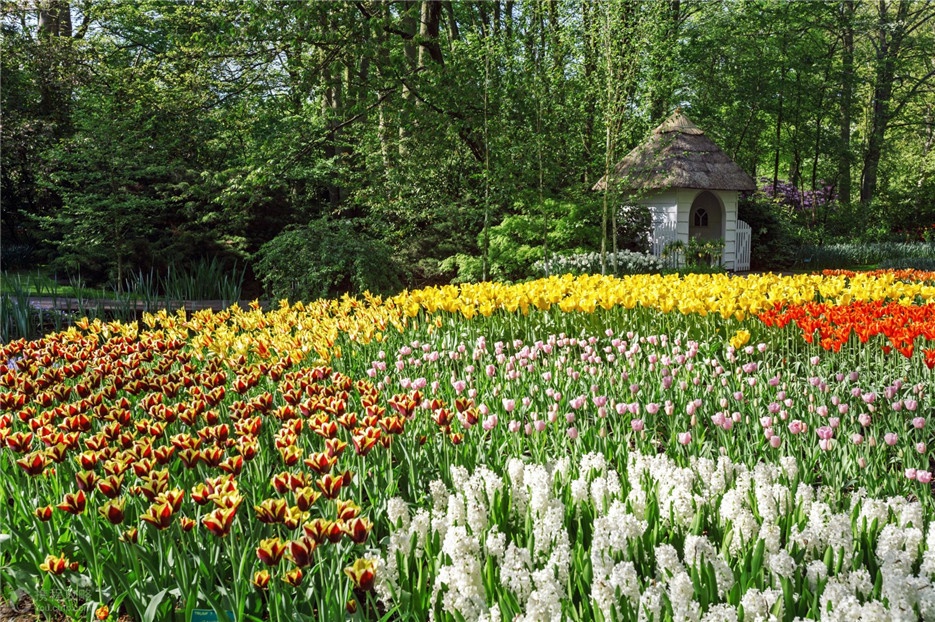 欧洲著名的荷兰郁金香公园