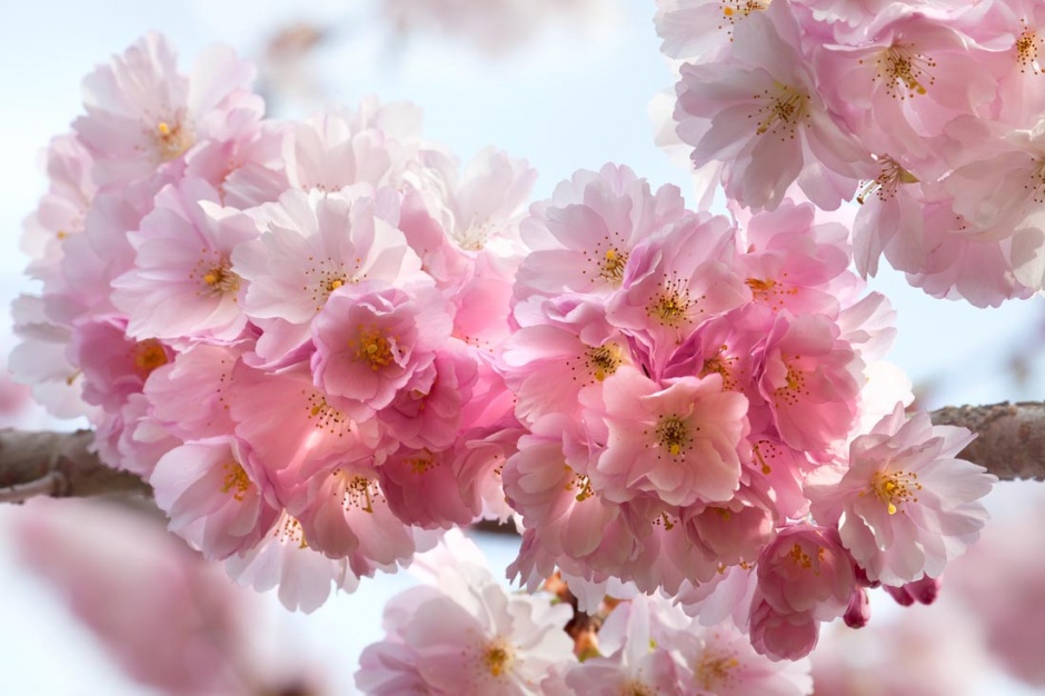 唯美的粉色日本樱花景色背景