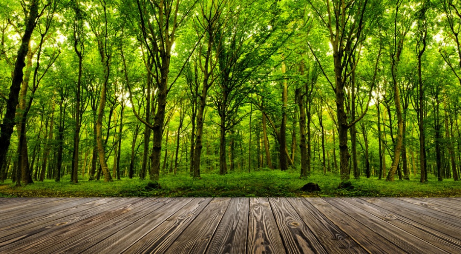 木板和绿色树林风景图片欣赏