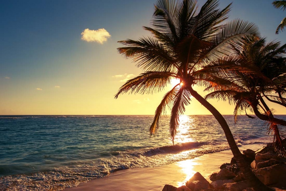 海滩上的椰子树高清景色图片