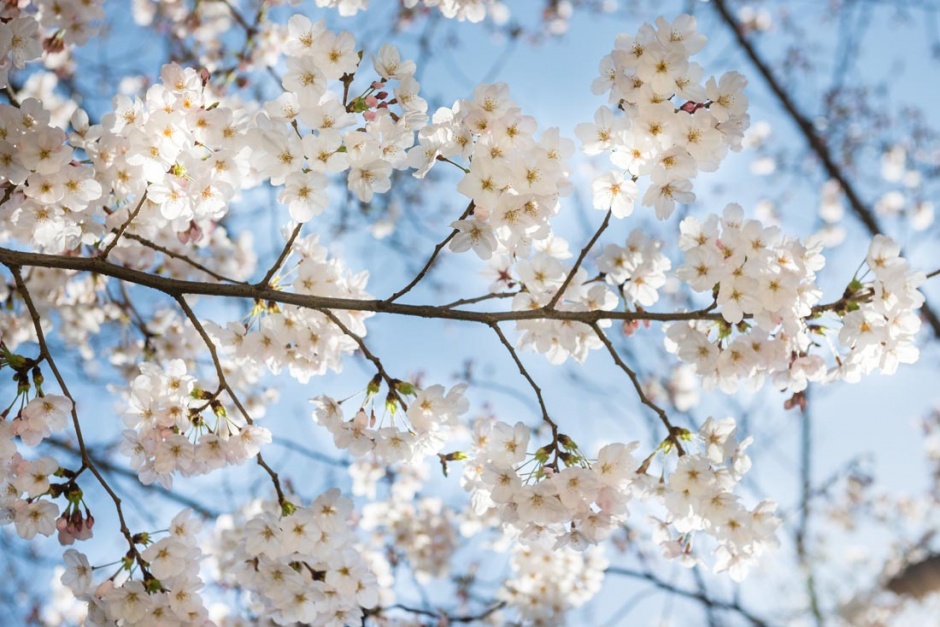 美丽的公园花朵风景图片