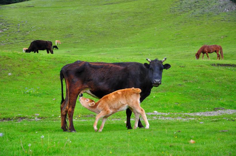 迷人美丽的草原风光图片赏析