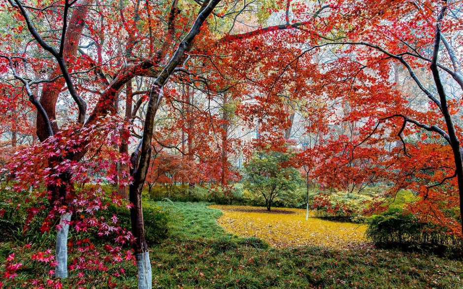 超美的秋天枫树林高清图片