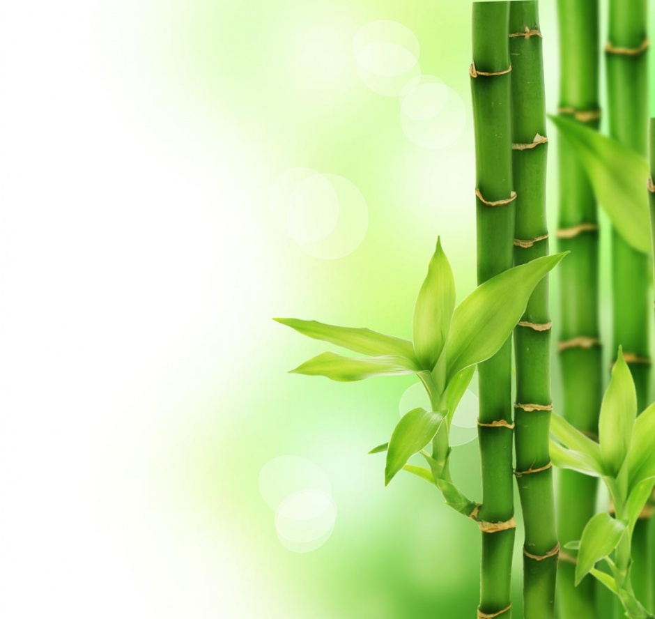 超高清的园林竹子风景图片