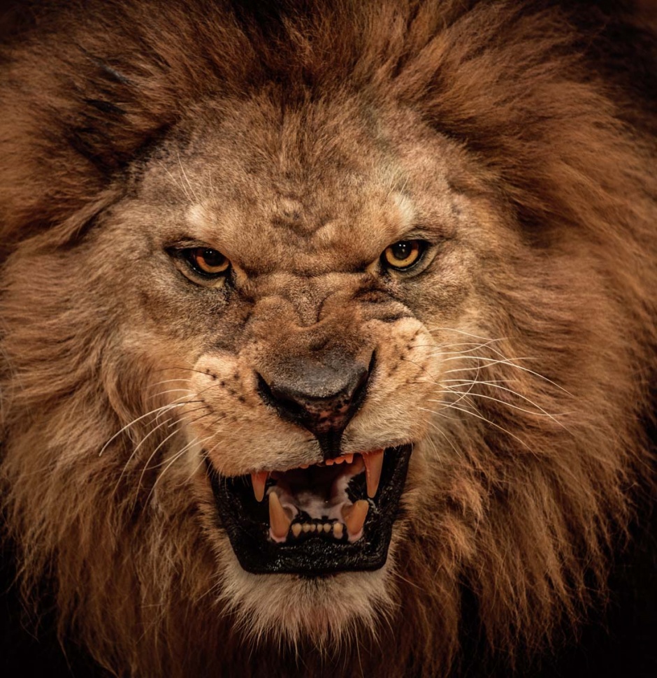 凶猛霸气的狮子高清图片