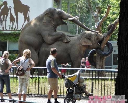 动物内涵图之大象也疯狂