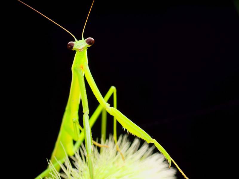 可爱的螳螂昆虫高清图片