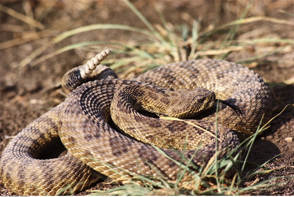 剧毒猎手非洲响尾蛇高清图片
