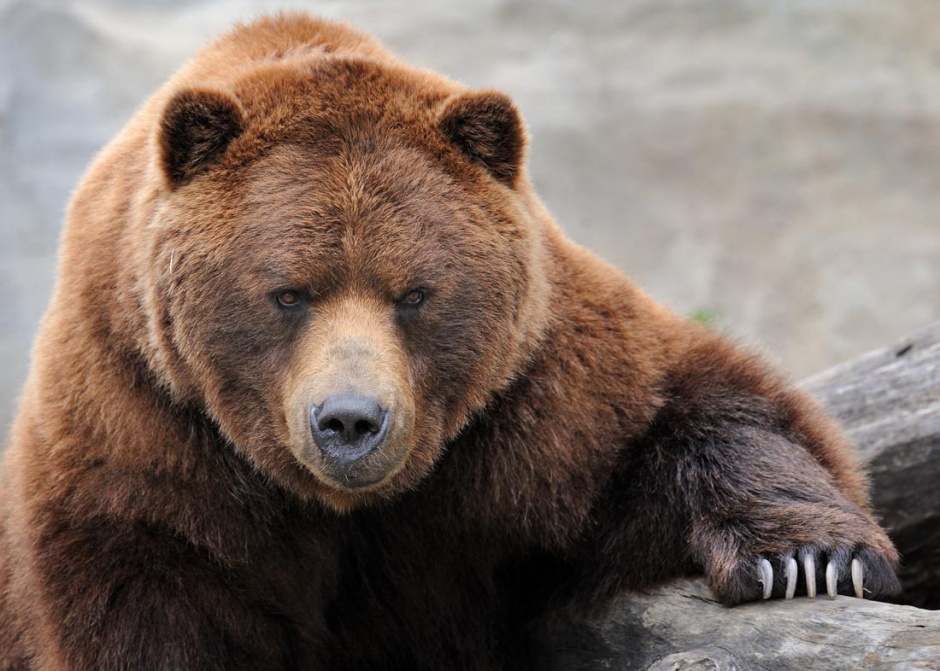 体形健硕的澳大利亚棕熊图片