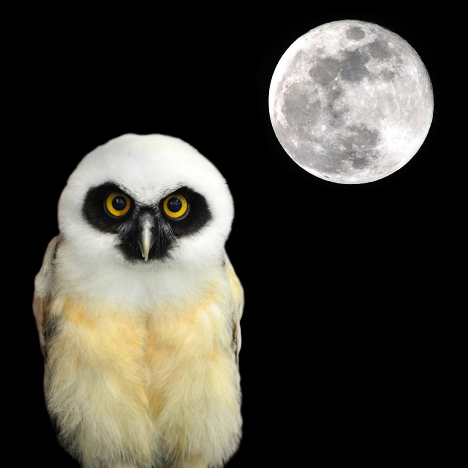 黑夜中的可爱猫头鹰图片