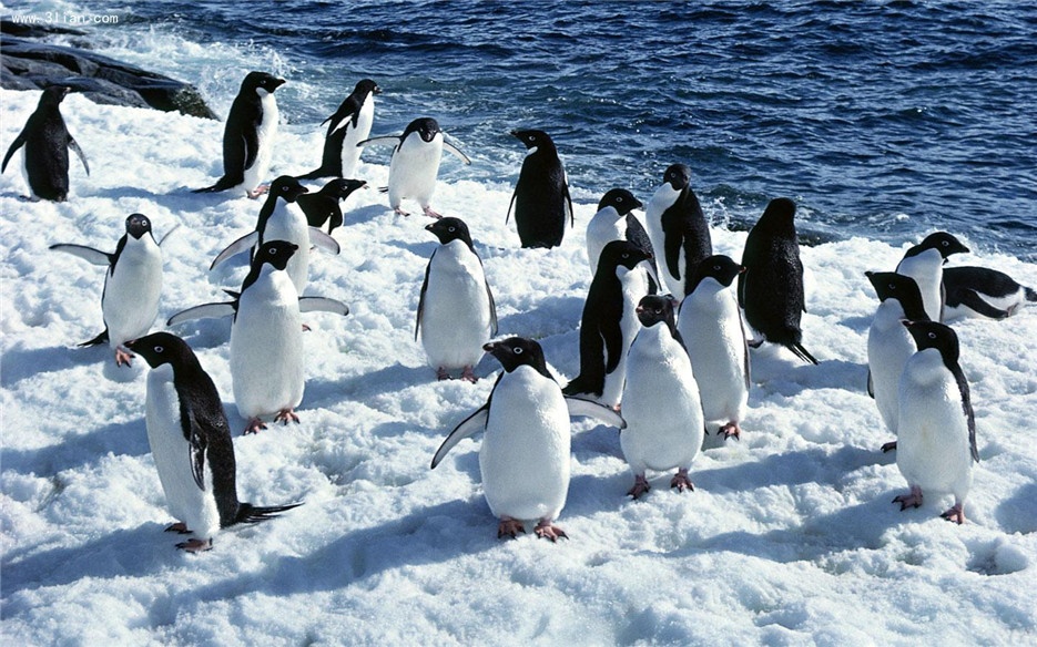 憨态可掬的南极企鹅图片欣赏