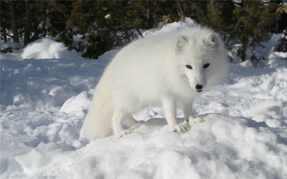 优雅漂亮的北极狐高清摄影图片
