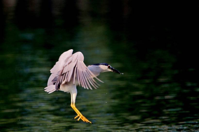 国家级保护鸟类夜鹭捕鱼图片