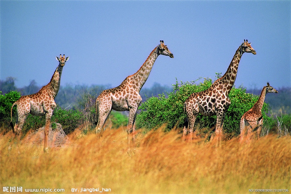 非洲大草原野生长颈鹿图片欣赏