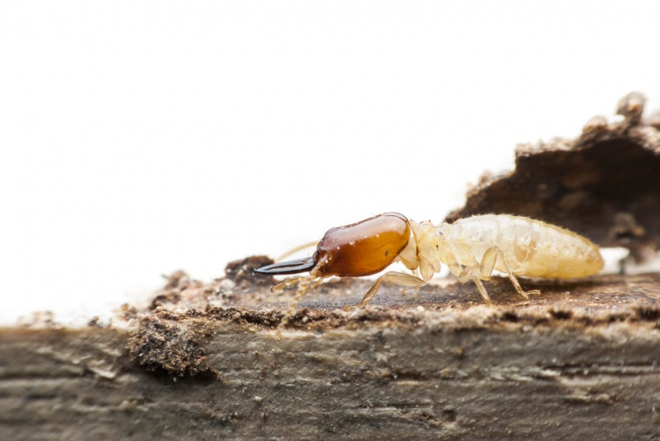 爬行的昆虫蚂蚁高清图片