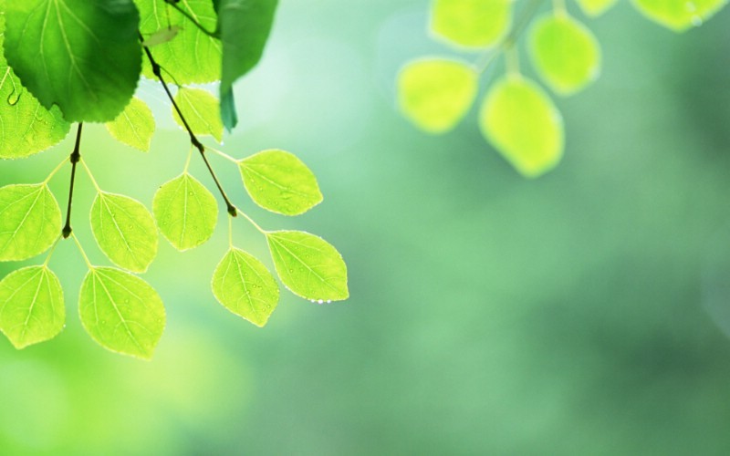 绿色叶子清新淡雅背景图片