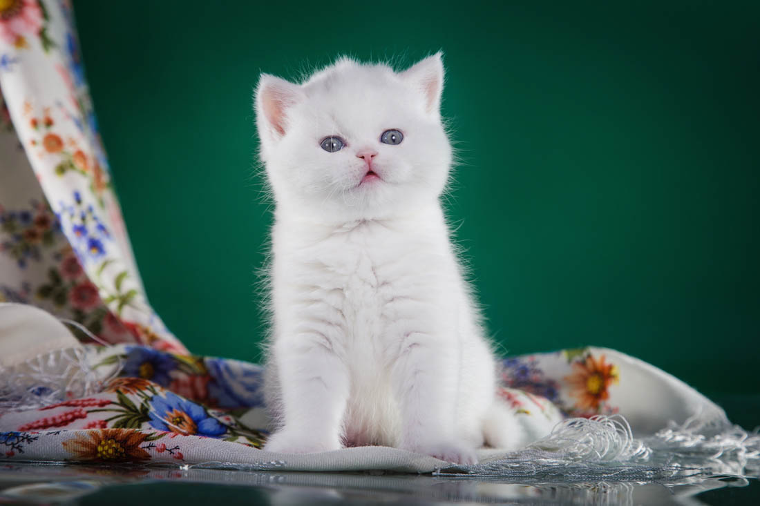 呆萌可爱的蓝眼白猫图片