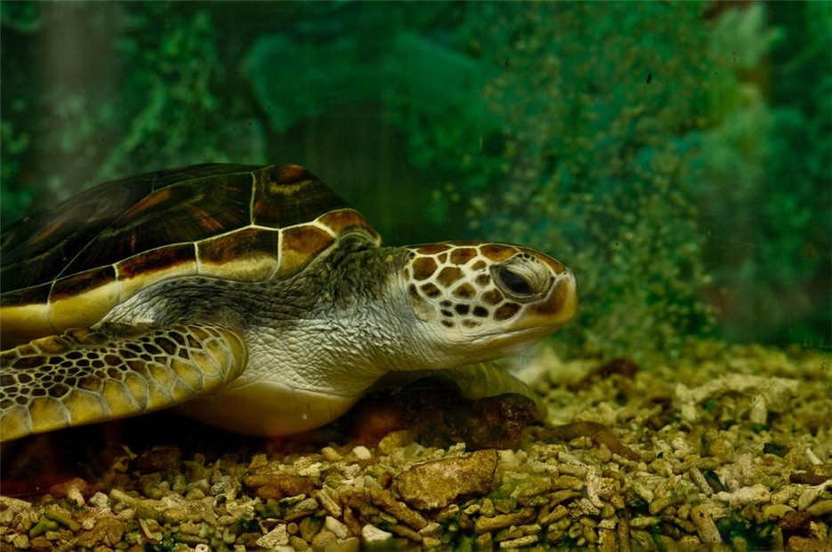 慢条斯理的黑海龟图片欣赏