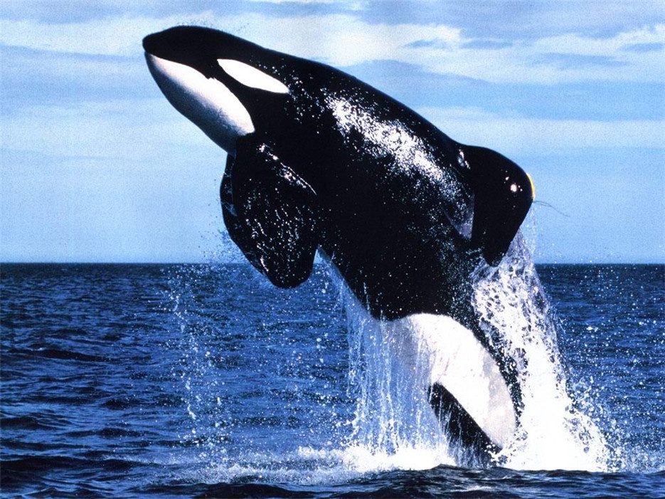 性情凶猛的虎鲸高清摄影图