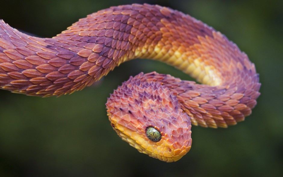 野外最恐怖的蛇高清图片