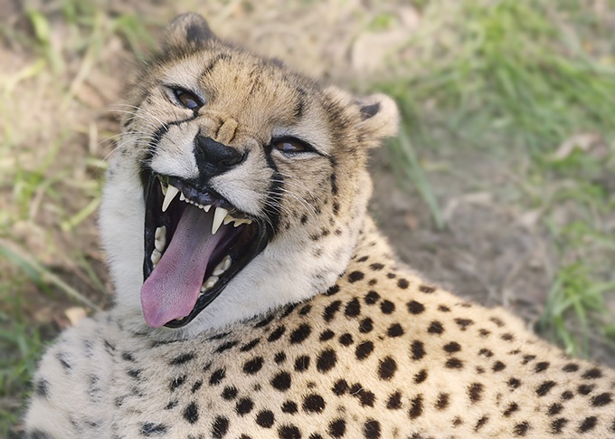 凶猛的非洲猎豹图片欣赏
