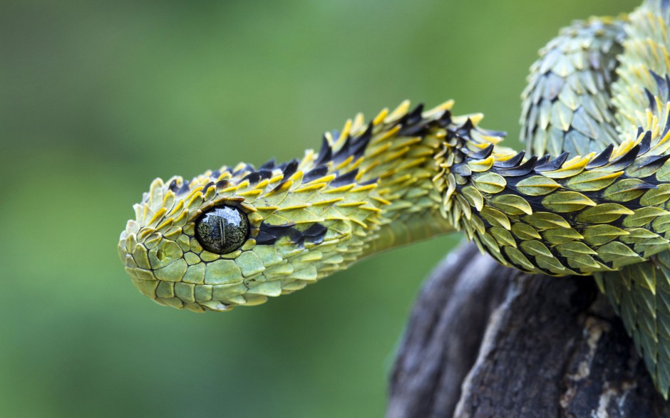 野外最恐怖的蛇高清图片