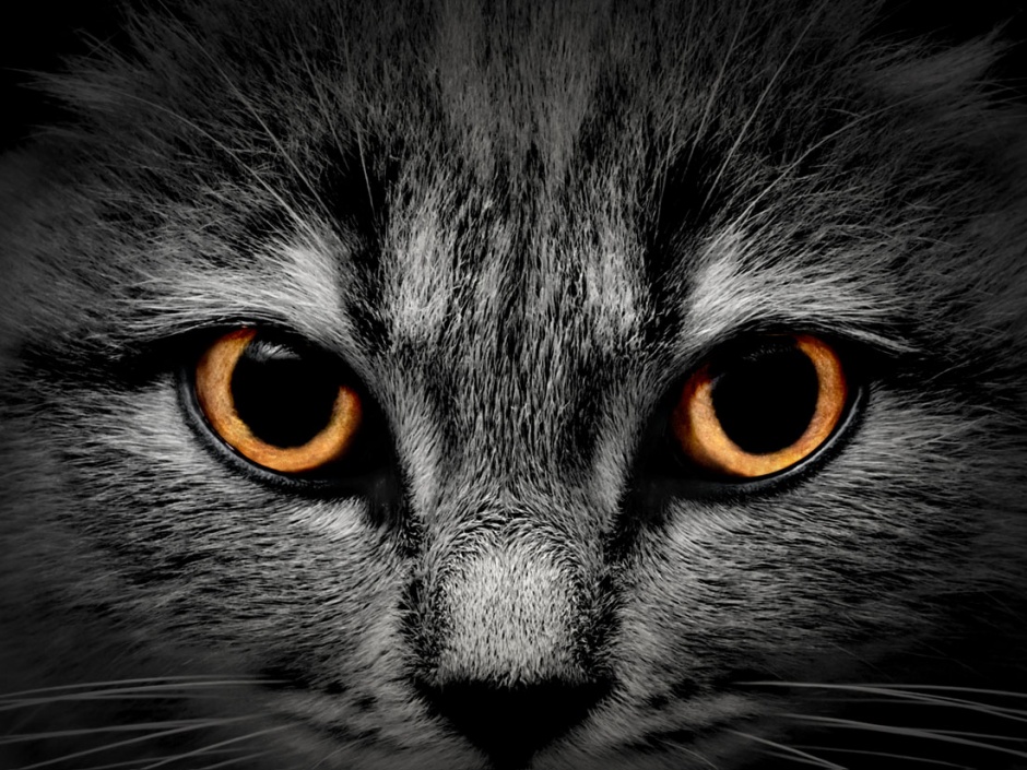 黑色的猫眼部特写高清图片