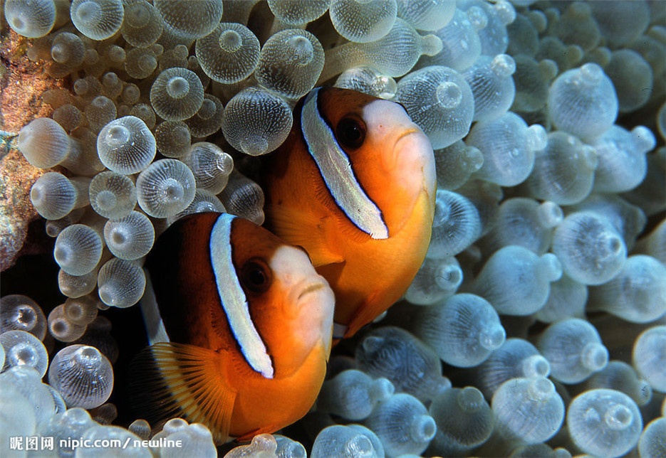大洋海底遨游的小丑鱼图片欣赏