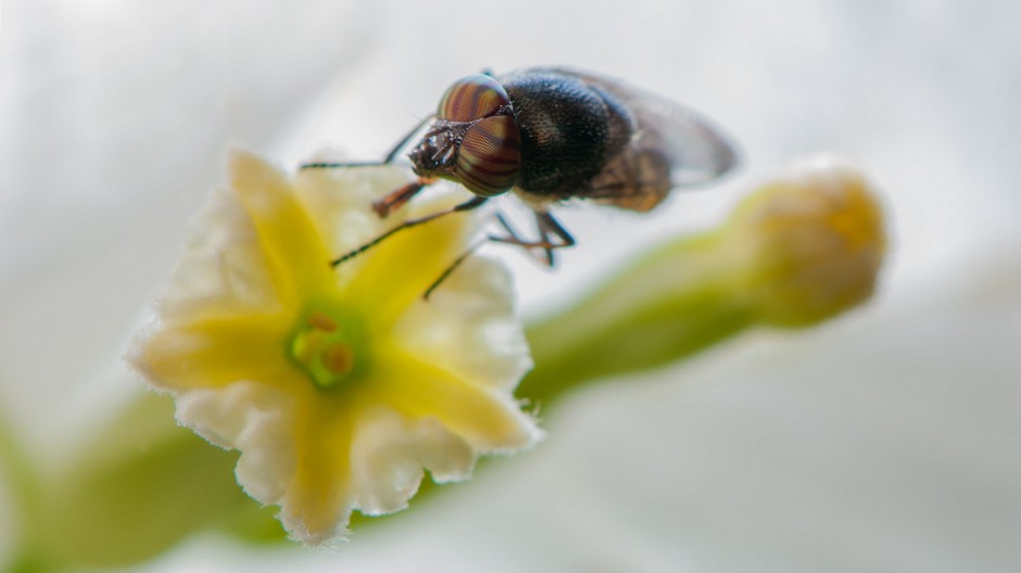 吸食花粉的黑身果蝇图片