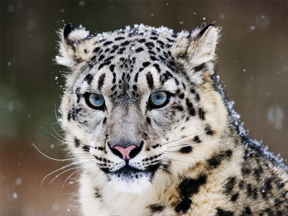 我国一级保护动物野生雪豹图片