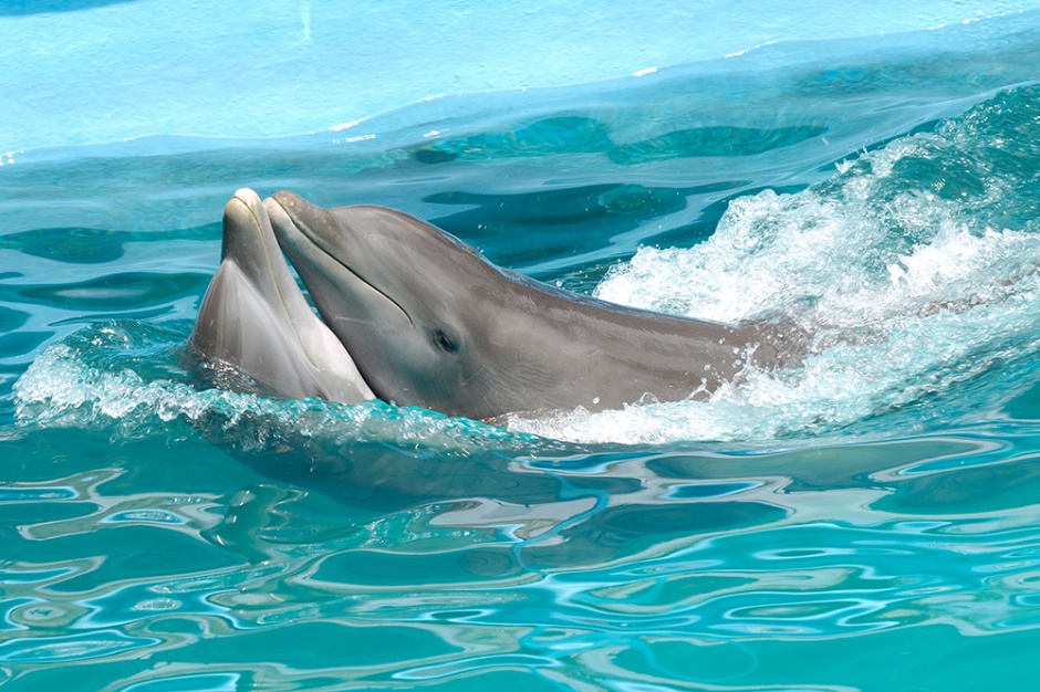 可爱有灵气的海豚高清图片