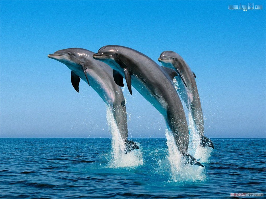 人类的挚友海豚高清图片欣赏