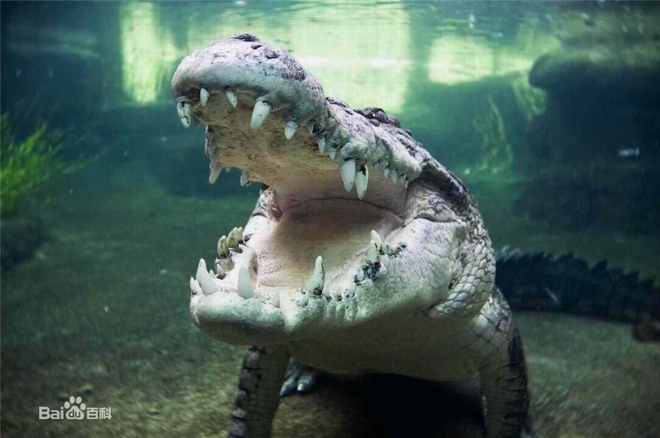 巨型鳄鱼咸水鳄高清图片欣赏