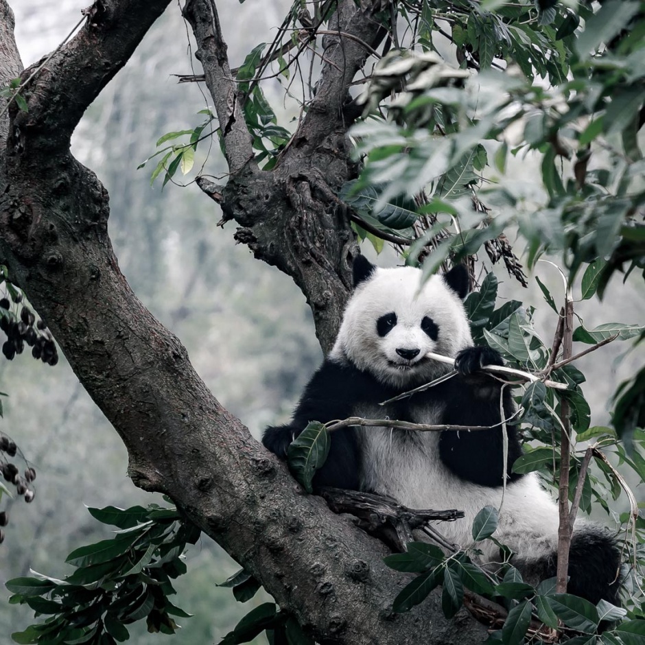 可爱的国宝大熊猫图片