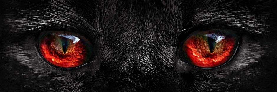 黑色的猫眼部特写高清图片