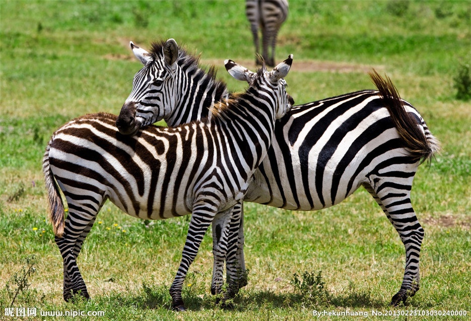 野生非洲斑马高清图片欣赏