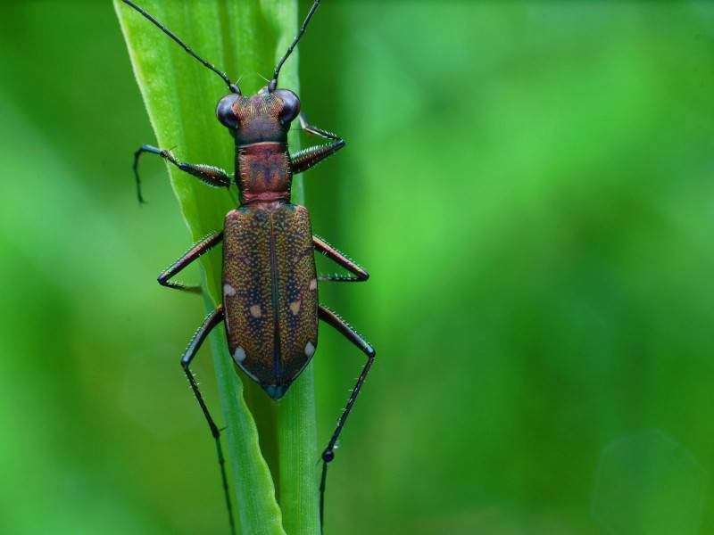 可爱的虎甲昆虫图片