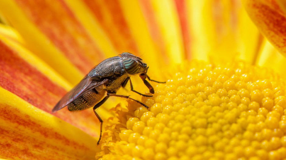 吸食花粉的黑身果蝇图片