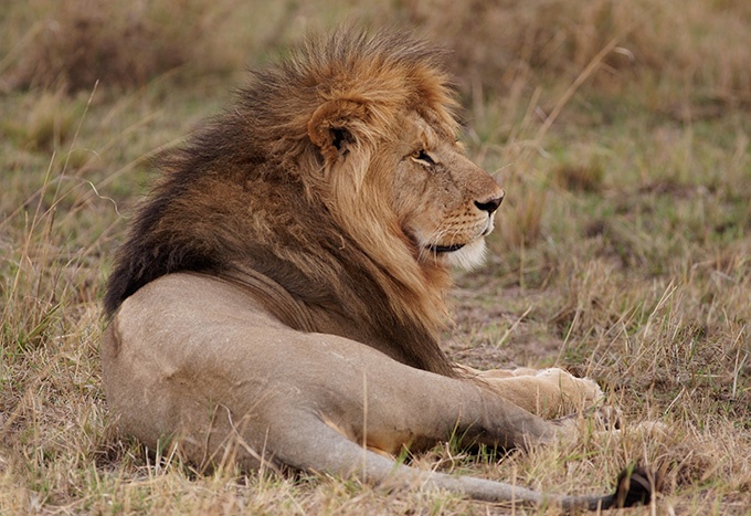 非洲野生动物狮子超清图片