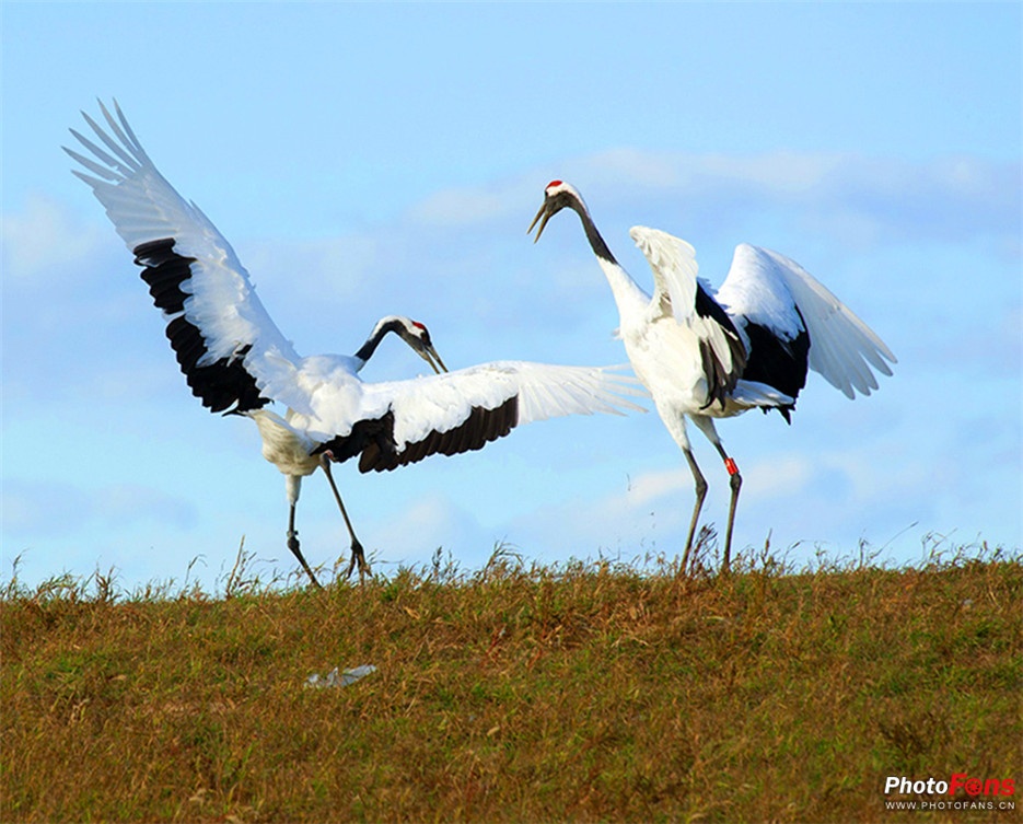 国家一级保护动物丹顶鹤图片欣赏