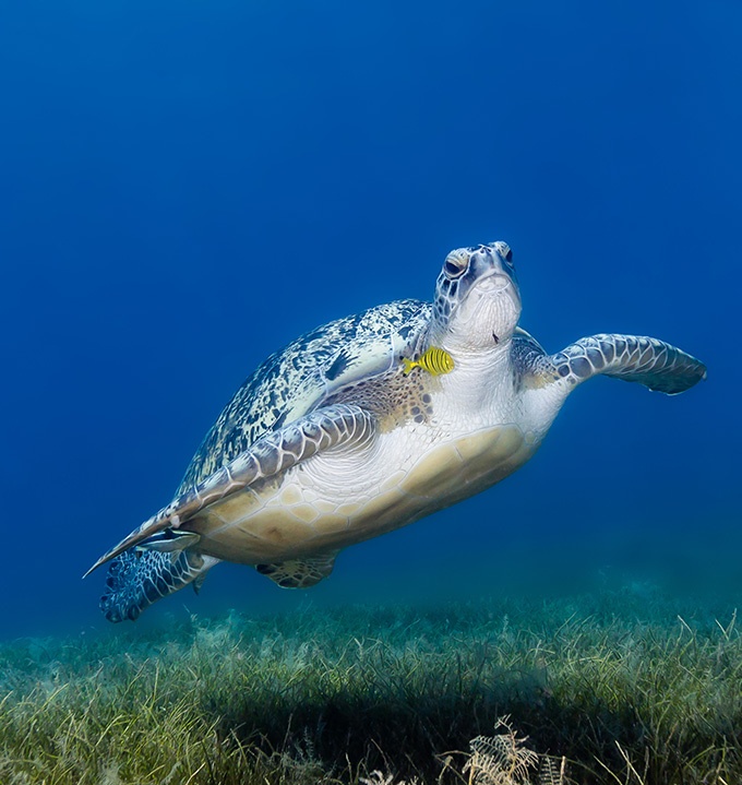 海底世界里可爱的海龟图片
