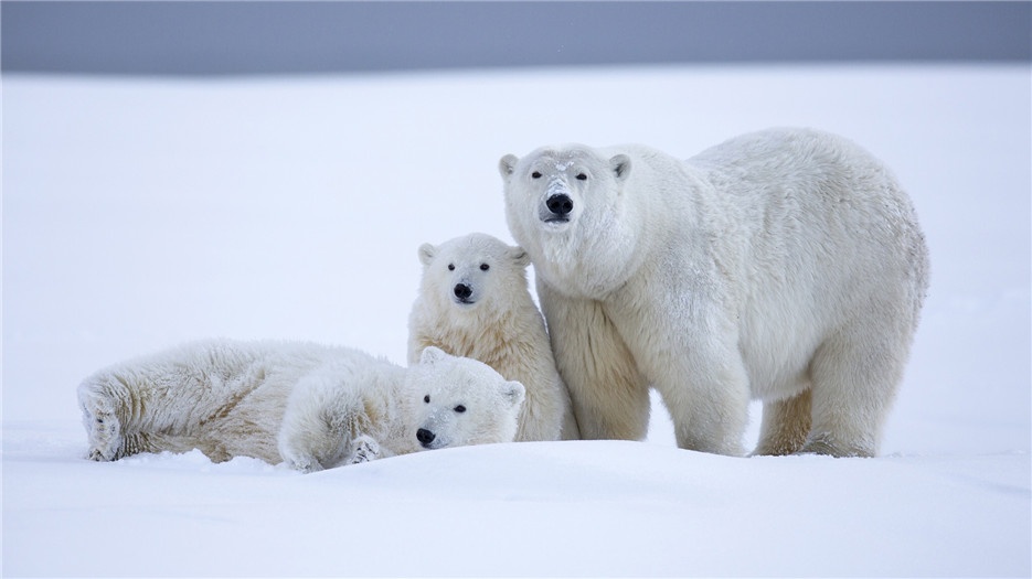 雪原上的北极熊高清大图欣赏