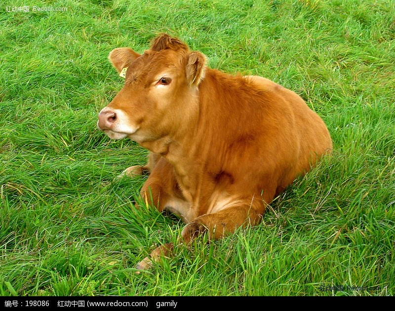 草原上的大黄牛高清图片