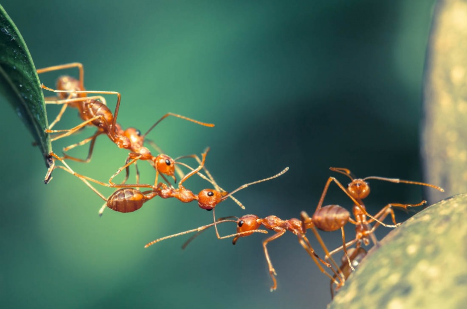 团结的蚂蚁高清图片欣赏