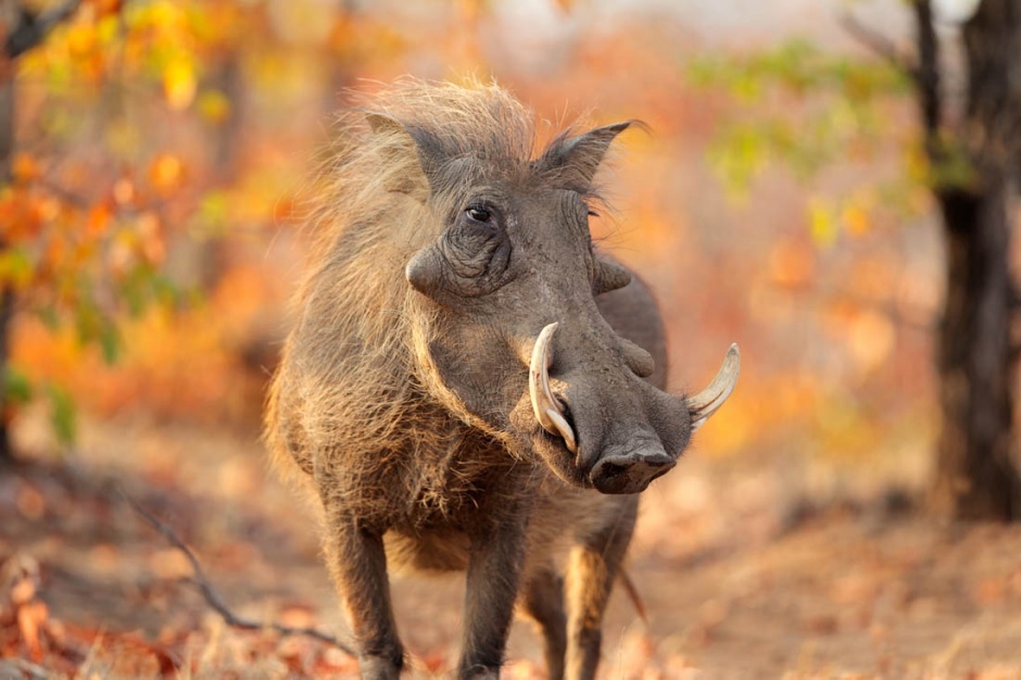 性情凶猛的非洲野猪图片
