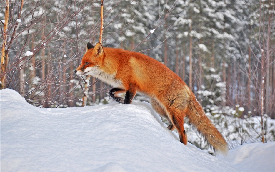 茫茫大雪中觅食的狐狸高清图片
