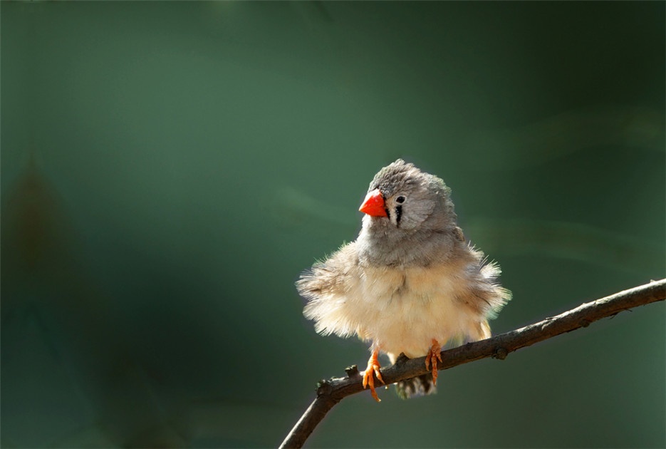玲珑娇小的灰珍珠鸟高清图片