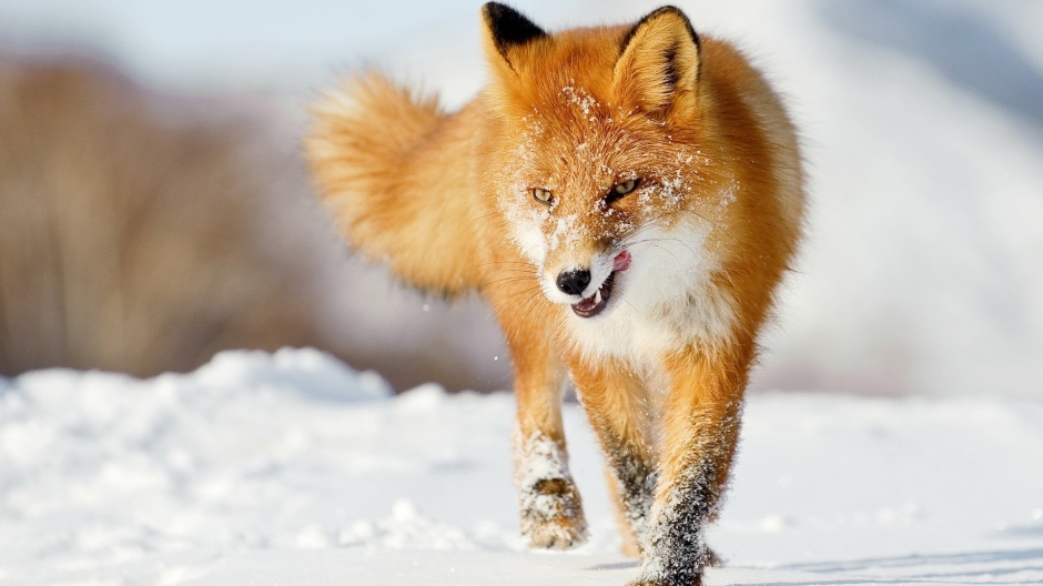 可爱的纯种赤狐动物壁纸